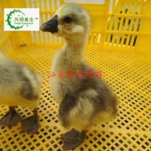 汕头狮头鹅苗