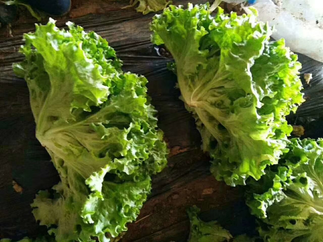 散叶生菜沙拉实景：深绿与紫红橡叶生菜混合铺底，点缀牛油果丁、烤南瓜籽、柠檬皮屑，淋浅金色初榨橄榄油，无乳制品与高钠酱料，体现低加工、高营养密度的现代健康饮食范式