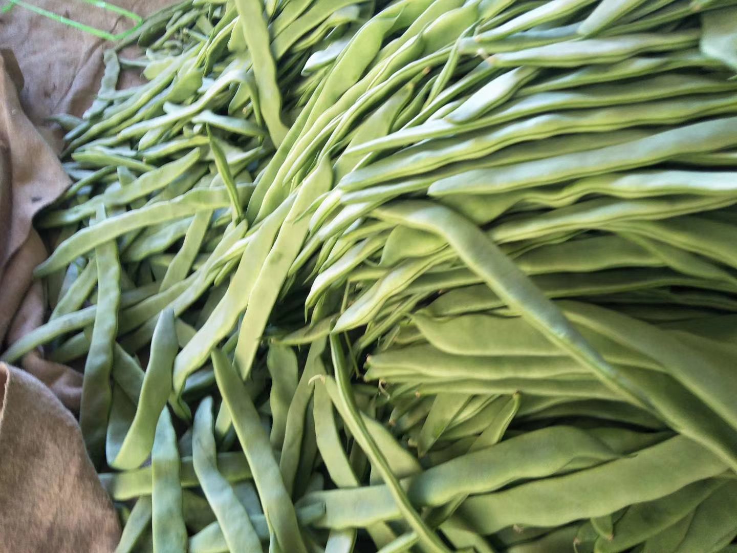 芸豆实物图