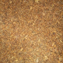 连翘种子
