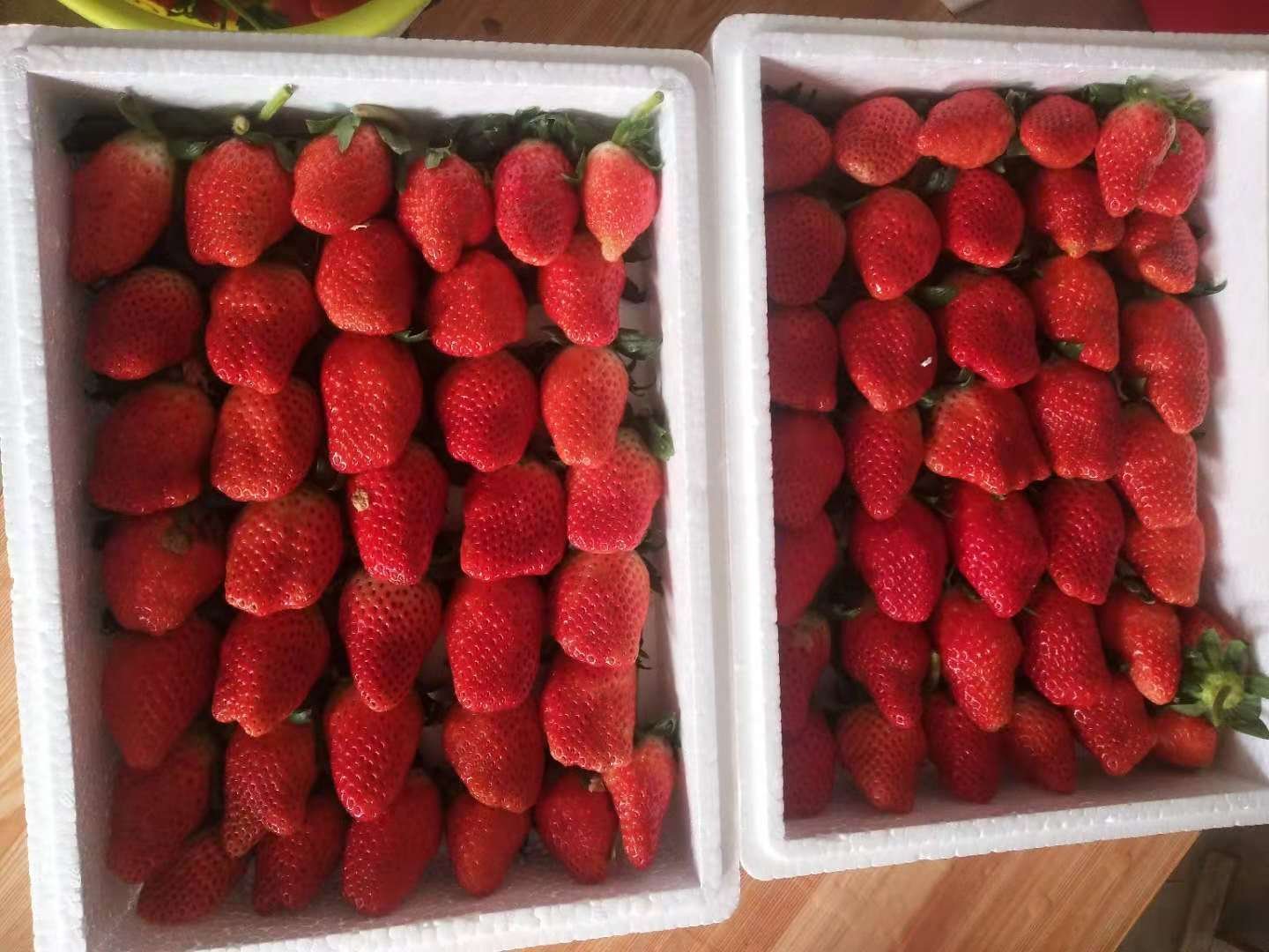 奶油甜宝草莓果实特写