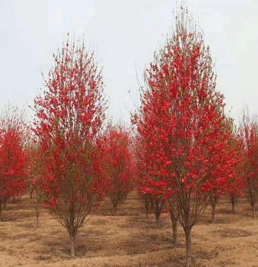 [桃树批发]大批量供应0.6-10公分红花日本丽桃苗价格25.