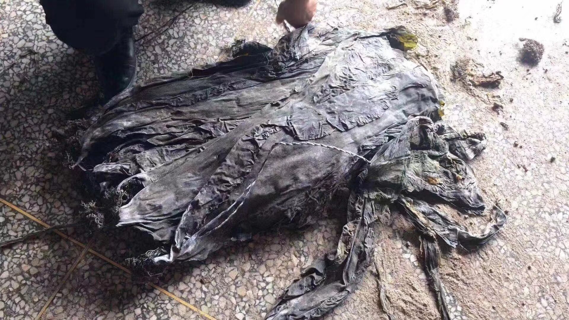 花蛤在滩涂养殖中的生长状态