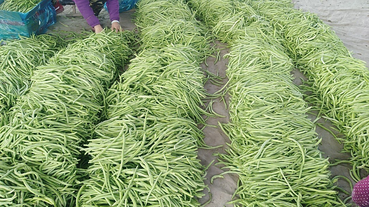 图片说明:农贸市场摊位上的新鲜蚕豆,整齐摆放,颜色鲜绿,吸引顾客选购 新鲜蚕豆在农贸市场摊位上整齐摆放