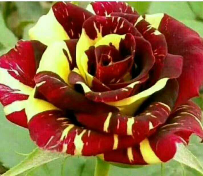 不同颜色和品种的欧洲月季特写拼图