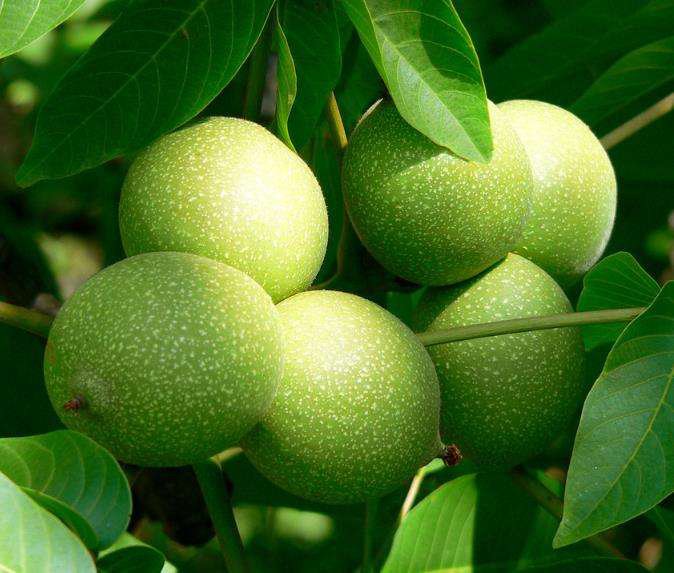 桃子发苦的常见原因示意图