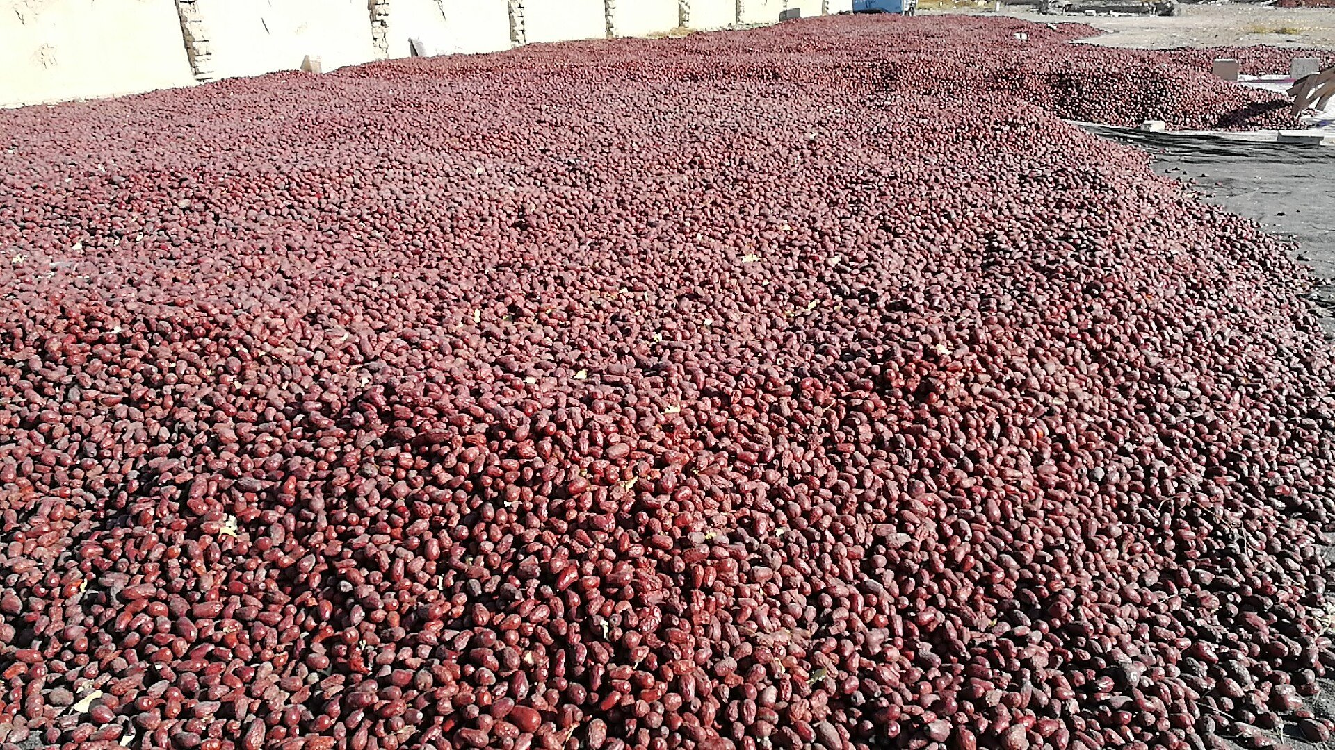 新疆农户在晒场翻晒骏枣