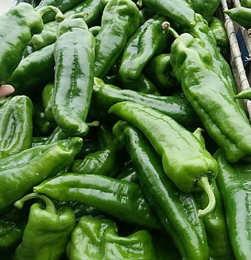 芜湖8号青辣椒 20厘米 微辣 皮薄,条形直,上市量大