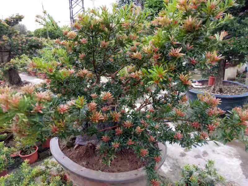 罗汉松典型缺铁性黄叶症状