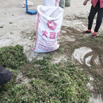 猫爪草种苗发货全国各地