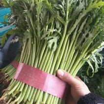 茼蒿，河北茼蒿，大量上市，产地直发，货源充足保质量