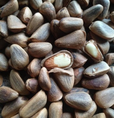 红松生松子开口松子松塔