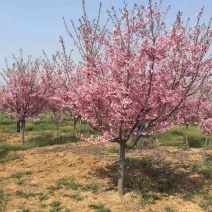 樱花3-15公分单樱双樱早樱晚樱均有货牡丹樱红花