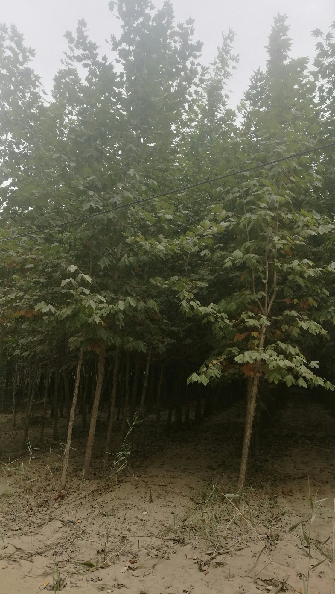 新疆和田墨玉县桐树苗、红叶李、柳树阿迪力·阿卜拉种植基地_地址_产地货源