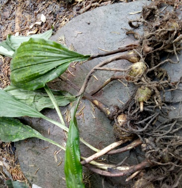 毛慈菇泥冰子冰球子果荚种苗成品