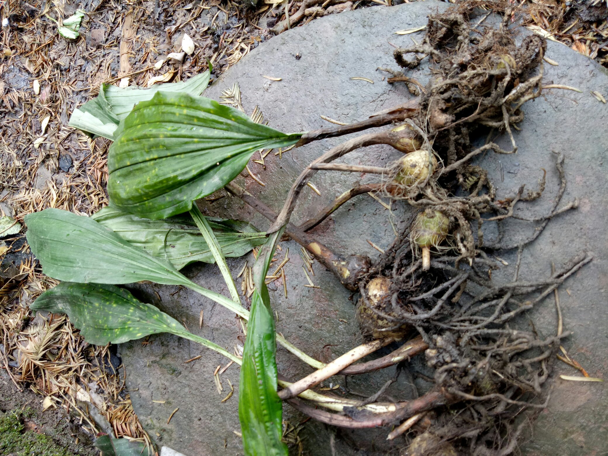 [毛慈菇批發]雲南本地野生冰球子毛慈菇產地直銷支持線下看貨價格135.