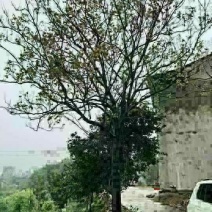 栾树