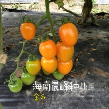黄色圣女果种子