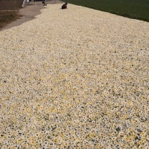 烘干菊花