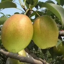 玉露香梨树