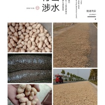 花生种子