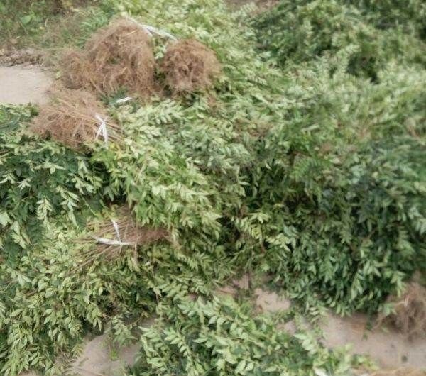 小米椒植株生长状态
