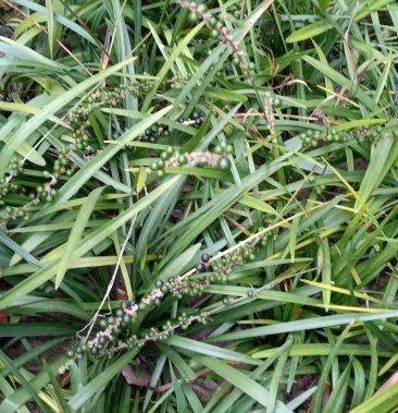 [三七种子批发]兰花三七种子价格12.00元/斤 - 一亩田