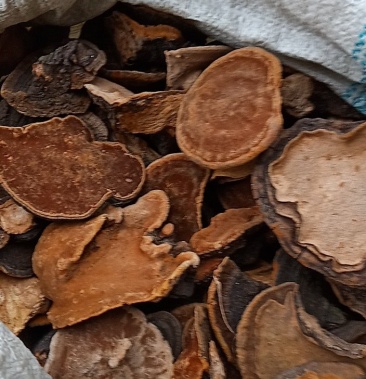 东北野生暴马子黄暴马桑黄暴马丁香桑黄