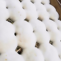 豆渣包