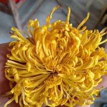 特级金丝皇菊，一杯一朵清热去火