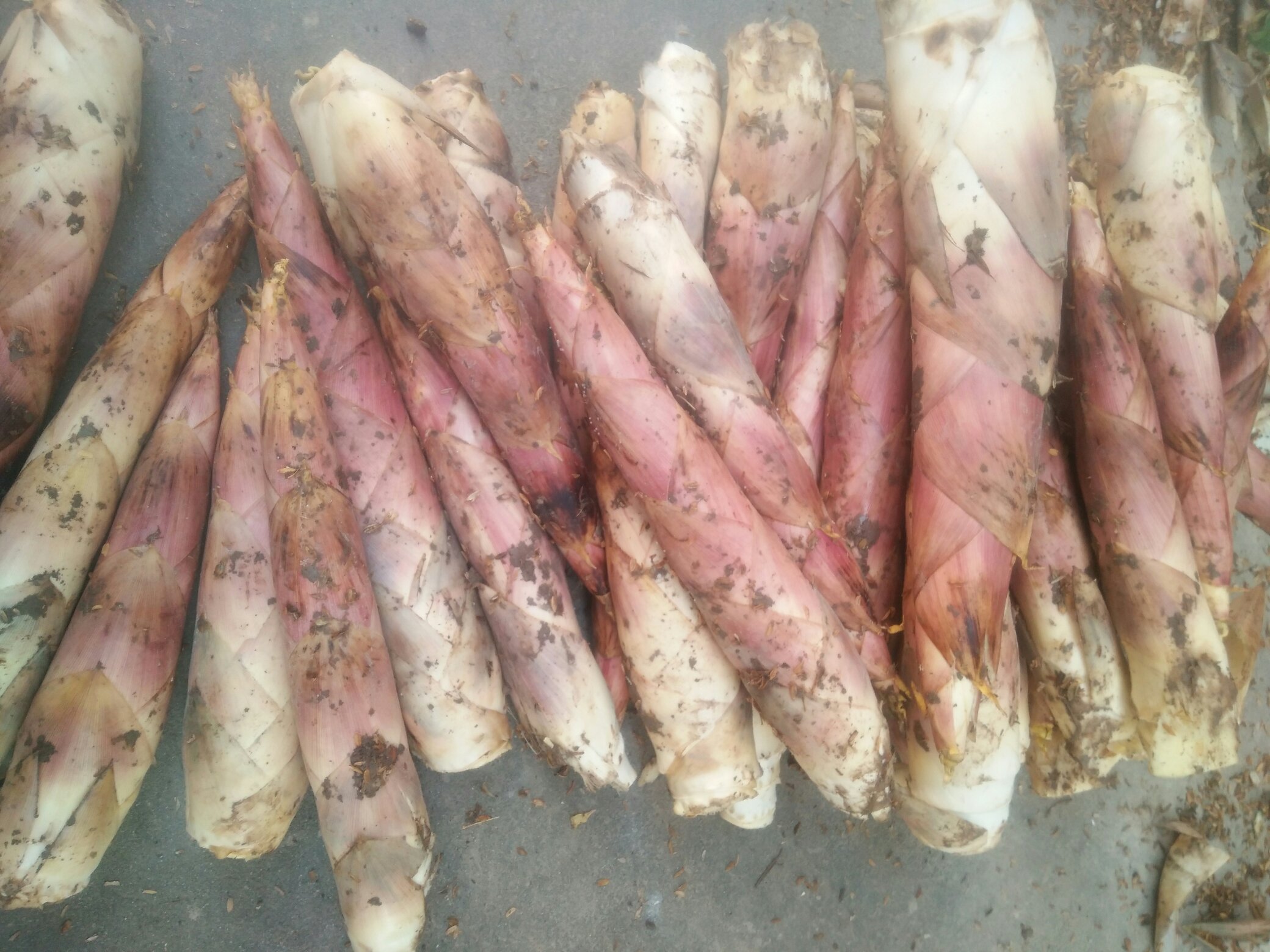 雷竹笋整体外观特写