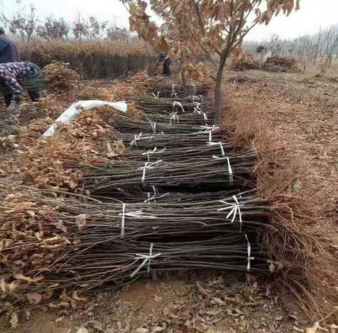 板栗南瓜春季育苗阶段,苗床整齐排列,地膜覆盖良好 板栗南瓜春季育苗