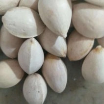 银杏果