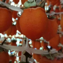 陕西富平正宗柿饼欢迎致电18729994445