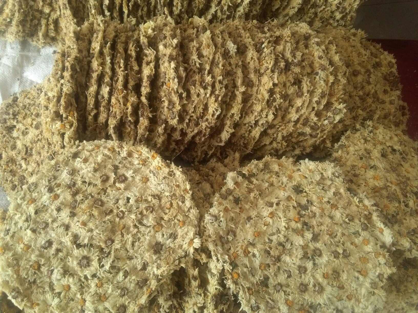 图示展示杭白菊从花蕾到盛放的五个阶段:①紧密花蕾期;②花瓣初展期;③适宜采收期(花心1/3开放);④过度开放期;⑤散粉衰老期。重点标注第③阶段为最佳采收窗口 杭白菊花朵开放阶段对比图