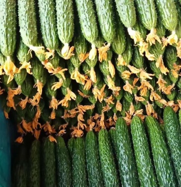 密刺黄瓜 顶花带刺 诚信代办 超市专供 产地直销