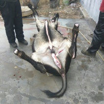 肉驴