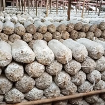 平茹，出茹菌棒