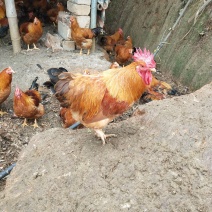 杂生鸡