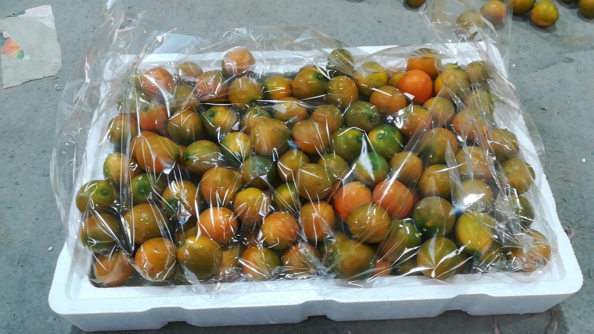 展示新鲜金桔与白酒一同泡制的过程,玻璃瓶中可见完整的金桔果实 金桔泡酒的制作过程