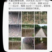 栾树3――10公分。