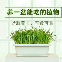 黄韭盆景2019年新韭菜根