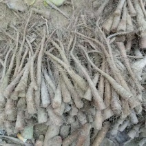 九斤黄山药苗子，九斤黄山药原种，产量高，品种优良，质量保
