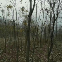栾树