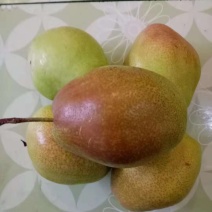 梨树红香酥