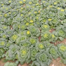 黄心菜