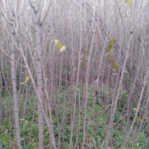 樱花，国槐，丽桃，碧桃，红叶李，
