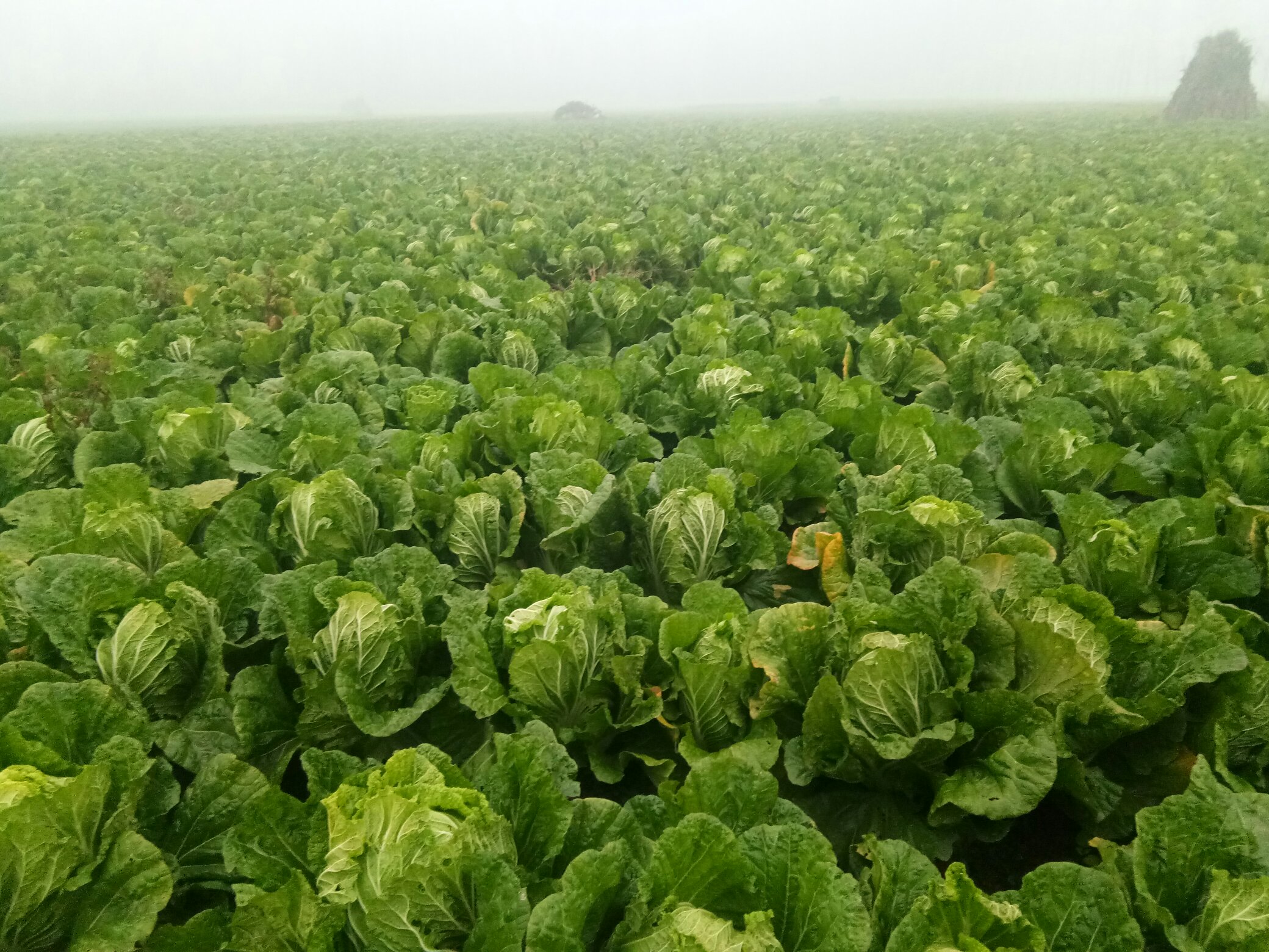 青杂三号白菜田间测产现场