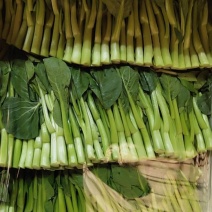 广东菜心