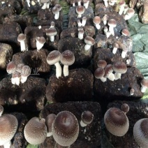 香菇菌种菌棒出菇棒菌包家庭养殖